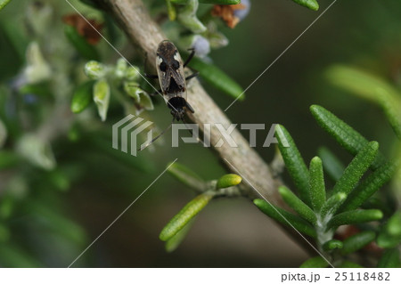 生き物　昆虫　モンシロナガカメムシ、地味な色ですが模様はホシカメムシの仲間に似ているように見えます 25118482