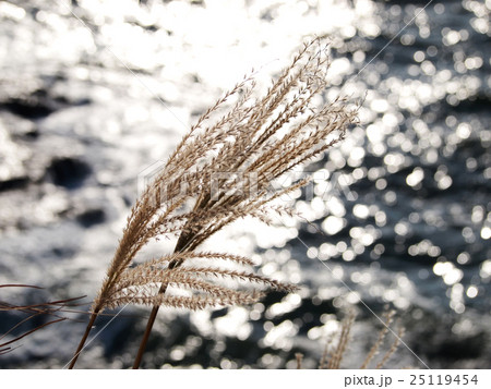 海とススキ 25119454