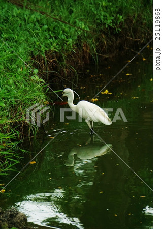 Egretta garzetta in Bangkok(バンコクのコサギ、小鷺) Egretta garzetta in Bangkok(バンコクのコサギ、小鷺) 25119863