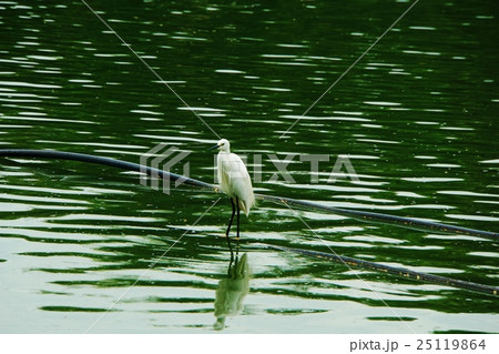 Egretta garzetta in Bangkok（バンコクのコサギ、小鷺） 25119864