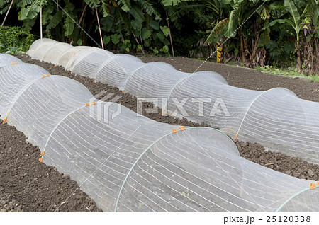 防虫ネット 25120338