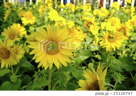 Beautiful sunflowers in spring 25120747