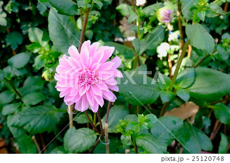 Beautiful purple dahlia flower in spring 25120748
