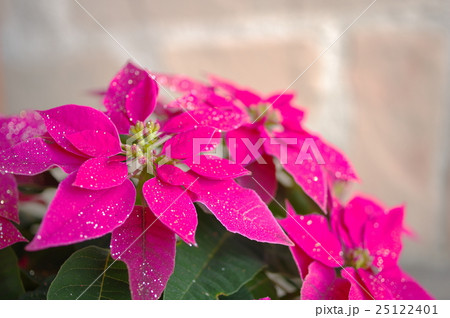 プリンセチア プリンセチア 25122401