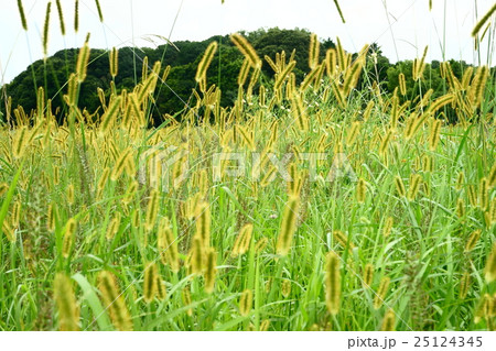 奈良平城京の草原・エノコロクサの中から 25124345