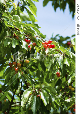 木になるサクランボ 25124542