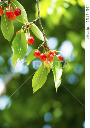 木になるサクランボ 25124544