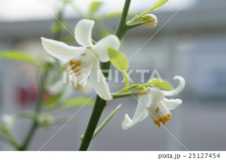 柚子の花 柚子の花 25127454