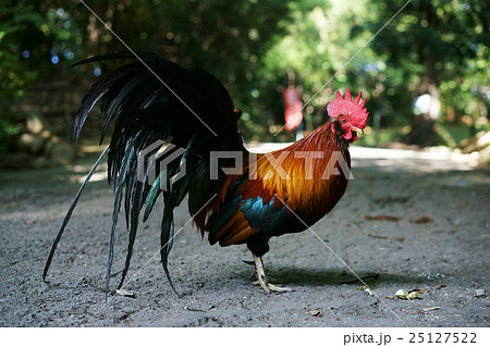 神社の鶏 神社の鶏 25127522