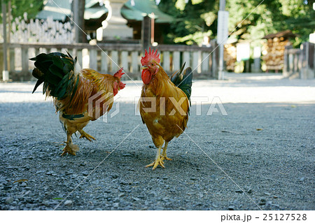 神社の鶏 25127528