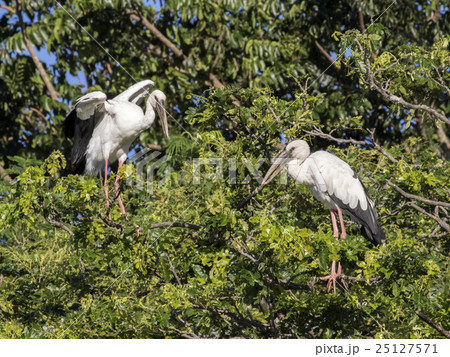Image of stork perched on tree branch. 25127571