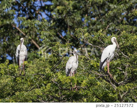 Image of stork perched on tree branch. Image of stork perched on tree branch. 25127572