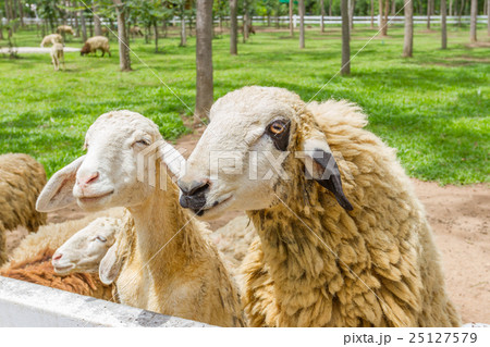 Goat in the paddock 25127579