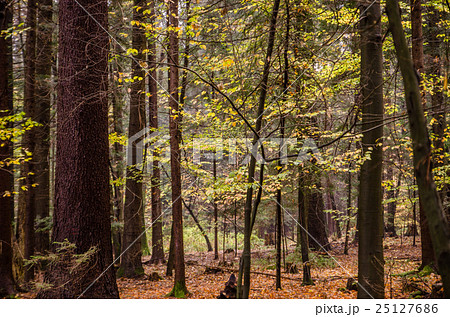 magical forest in autumn 25127686