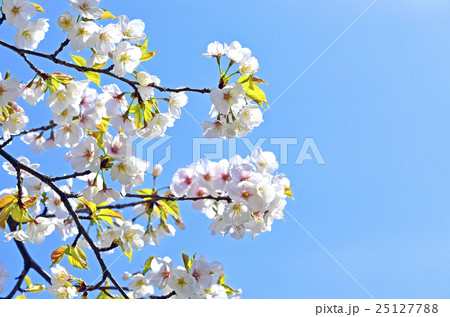 オオシマザクラ(大島桜) オオシマザクラ(大島桜) 25127788