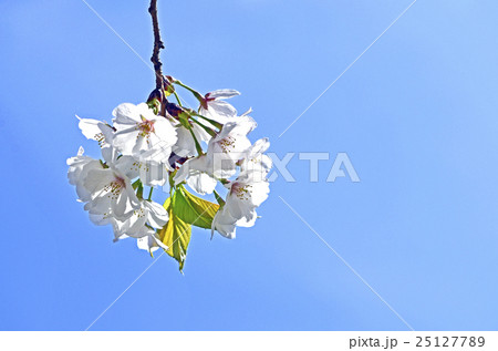 オオシマザクラ(大島桜) オオシマザクラ(大島桜) 25127789