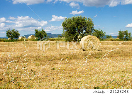 Tuscan countryside with hay bale 25128248