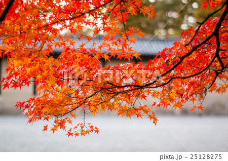 京都御所の紅葉(横位置) 25128275