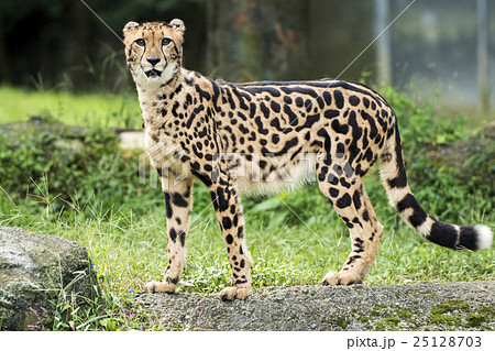 キングチーター 25128703