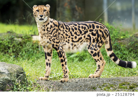 キングチーター 25128704