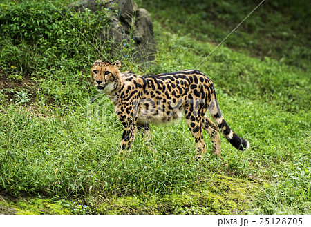 キングチーター 25128705