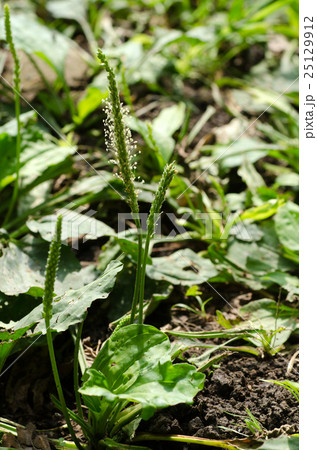 オオバコ 25129912