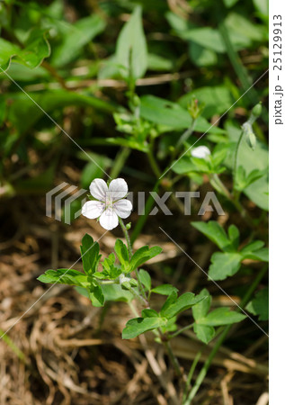ゲンノショウコの花 ゲンノショウコの花 25129913