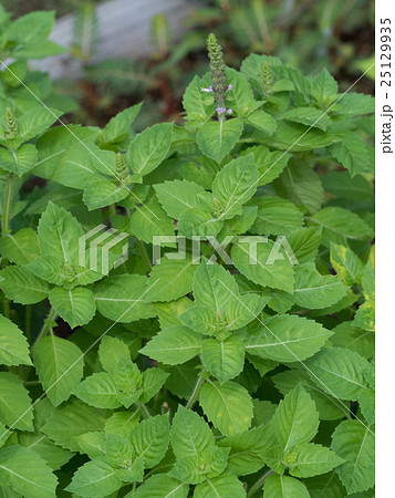 ホーリーバジル 25129935