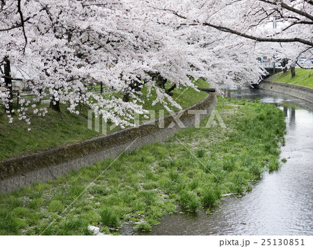 五条川の桜 25130851