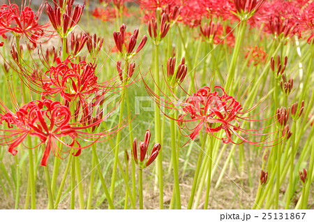 彼岸花の花畑 彼岸花の花畑 25131867