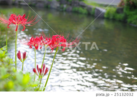 水辺で咲く彼岸花 25132032