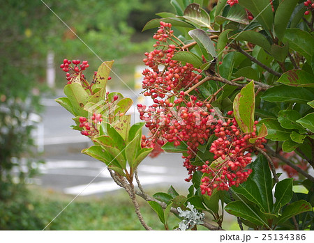 サンゴジュの実 25134386