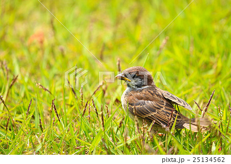 子スズメの巣立ち♪ 子スズメの巣立ち♪ 25134562