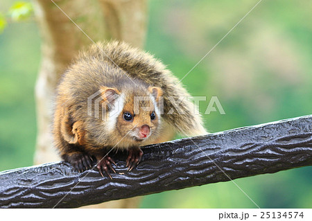 迷子のムササビの子！ 25134574