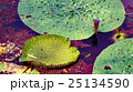 鬼蓮の葉 鬼蓮の葉 25134590