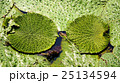 鬼蓮の葉 鬼蓮の葉 25134594