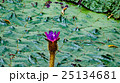 鬼蓮の花 鬼蓮の花 25134681