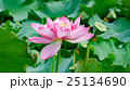 蓮の葉と花 蓮の葉と花 25134690