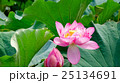 蓮の葉と花 蓮の葉と花 25134691
