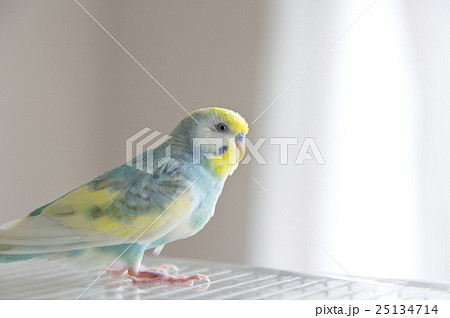セキセイインコ セキセイインコ 25134714