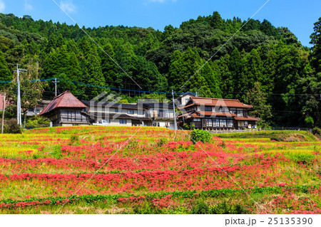 江里山の棚田と彼岸花　佐賀県小城市 25135390