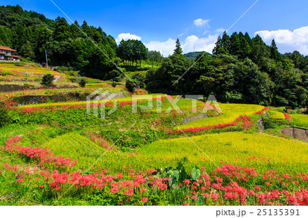 江里山の棚田と彼岸花　佐賀県小城市 25135391