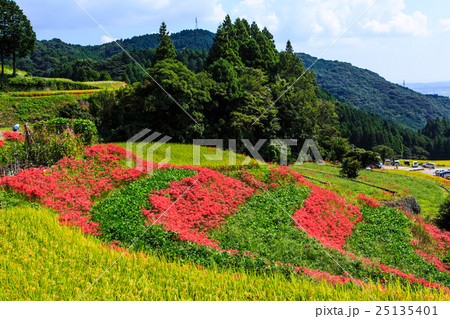 江里山の棚田と彼岸花 佐賀県小城市 江里山の棚田と彼岸花 佐賀県小城市 25135401