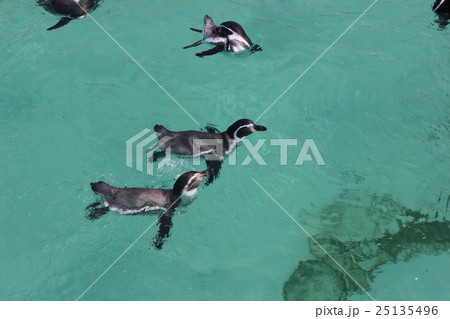 水辺のペンギン 水辺のペンギン 25135496