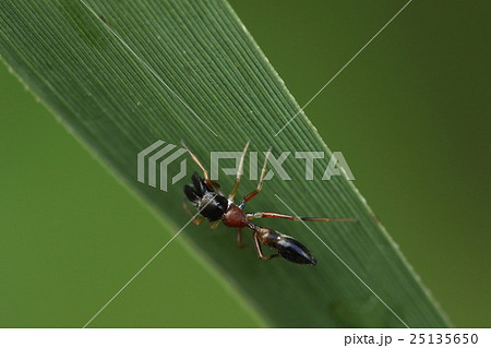 生き物　蜘蛛　ヤサアリグモ、スマートでカラフルなアリグモ。立派な顎はアリグモの特徴です 25135650