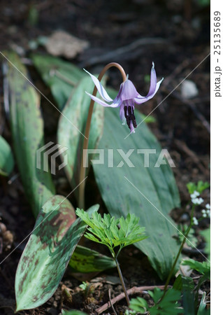 片栗カタクリ 花言葉は 初恋 の写真素材