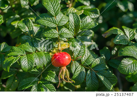 はまなすの実 はまなすの実 25137407