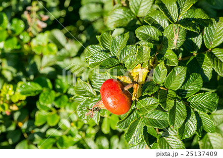 はまなすの実 はまなすの実 25137409