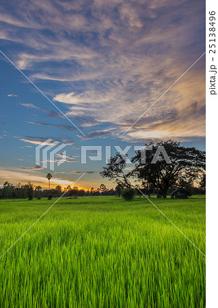 Abstract silhouette of paddy rice field ,the sunse 25138496