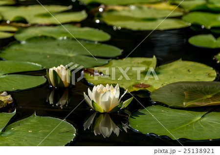 白い蓮の花の写真素材